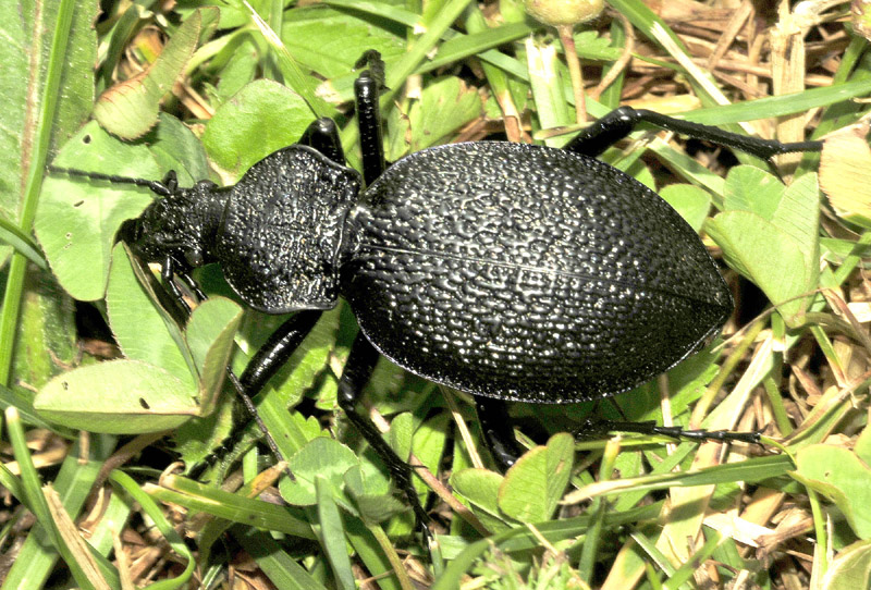 Grosso Carabus da id.: C. gigas